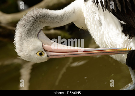 Australischer Pelikan (Pelecanus Conspicillatus) Erwachsenen putzen, Queensland, Australien, November Stockfoto