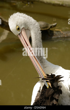 Australischer Pelikan (Pelecanus Conspicillatus) Erwachsenen putzen, Queensland, Australien, November Stockfoto