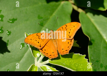 Der Cruiser Schmetterling (Vindula Arsinoe) Mann in Ruhe, Queensland, Australien, November Stockfoto