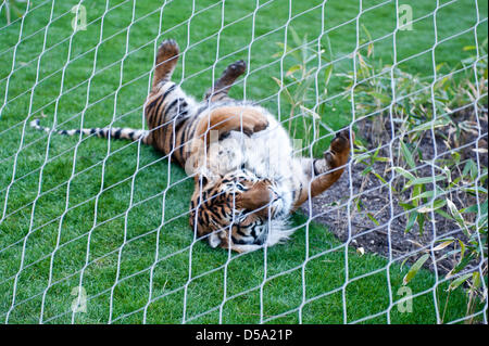 London, UK. 27. März 2013.  ZSL London Zoo-Sumatra-Tiger Jae Jae rollt über den Rasen. Piero Cruciatti / Alamy Live News Stockfoto