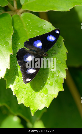 Gemeinsame Eggfly Schmetterling (Hypolimnas Bolina) männlich ruht auf Blatt, Queensland, Australien, November Stockfoto