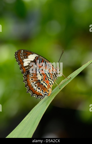 Orange Florfliege Schmetterling (Cethosia Penthesilea) auf Blatt, Blick auf die Unterseite der Flügel, Queensland, Australien, November Stockfoto