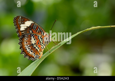 Orange Florfliege Schmetterling (Cethosia Penthesilea) auf Blatt, zeigen Muster auf der Unterseite der Flügel, Queensland, Australien, Stockfoto