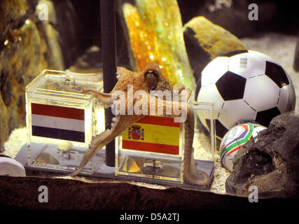 Krake Paul, Fußball-Orakel des Sea Life in Oberhausen, Deutschland, schwimmt in seinem Aquarium am 9. Juli 2010. Paul hat zwei Plexiglas-Boxen mit einem spanischen und niederländischen Flagge dekoriert und gefüllt mit einer Schale in seinem Tank, aus denen er während seiner Fütterung ein Genuss nehmen kann. Paul hat beschlossen, die spanische Schale, was bedeutet, dass er die spanische Fußballmannschaft gewinnen die FIFA prophezeit Stockfoto