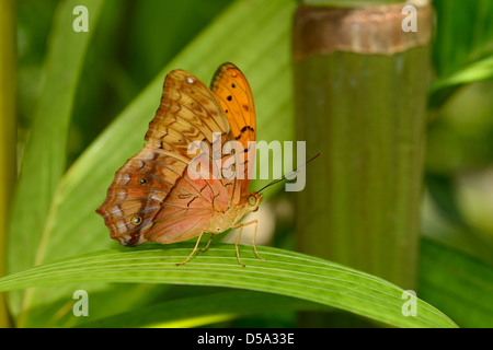 Das Cruiser Schmetterling (Vindula Arsinoe) Männchen in Ruhe zeigen, Unterseite der Flügel, Queensland, Australien, November Stockfoto