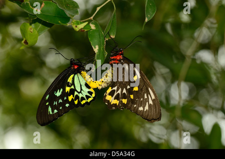 Cairns Birdwing Schmetterling (Ornithoptera Euphorion) Männchen und Weibchen paaren, Queensland, Australien, November Stockfoto