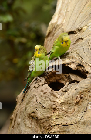 Wellensittich (Melopsittacus Undulatus) paar am Eingang zum nisten Loch im toten Baum, Victoria, Australien, November Stockfoto