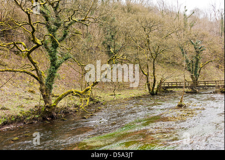 Moos bedeckt Bäume am Ufer des Flusses Wye in der Nähe von Millers Dale Tideswell Derbyshire England Vereinigtes Königreich UK Stockfoto