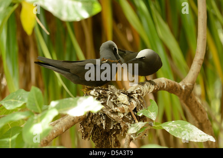 Schwarzer Noddy Seeschwalbe (Anous Minutus) paar auf Nest, die Austausch von Nistmaterial, Queensland, Australien, November Stockfoto