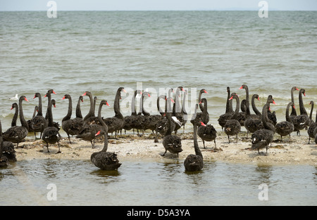 Australische Black Swan (Cygnus olor) große Gruppe stehend auf Sandbank an der Küste, Victoria, Australien, November Stockfoto