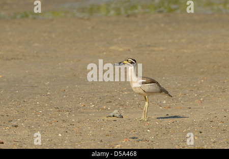 Beach-Stein-Brachvogel oder Strand Thick-knee (Esacus Magnirostris), Cairns, Queensland, Australien, November Stockfoto