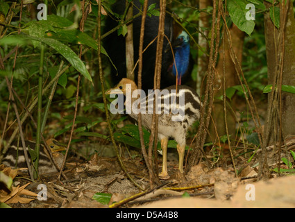 Südlichen Helmkasuar (Casuarius Casuarius) Männchen mit zwei Küken im Regenwald, Queensland, Australien, November Stockfoto