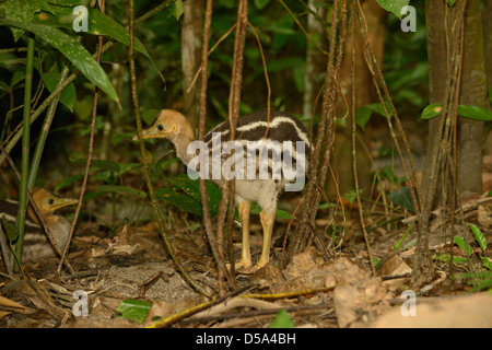 Südlichen Helmkasuar (Casuarius Casuarius) Küken im Regenwald, Queensland, Australien, November Stockfoto