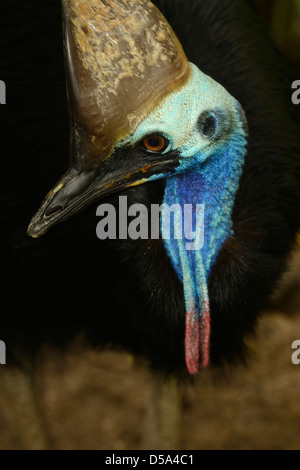 Südlichen Helmkasuar (Casuarius Casuarius) Nahaufnahme des Kopfes von männlich, Queensland, Australien Stockfoto