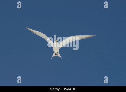 Mehr Haubenmeise oder Swift Tern (Thalasseus Bergii) im Flug, Queensland, Australien, November Stockfoto