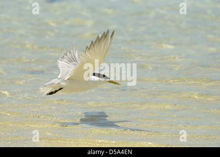 Mehr Haubenmeise oder Swift Tern (Thalasseus Bergii) im Flug über das Meer, Queensland, Australien, November Stockfoto