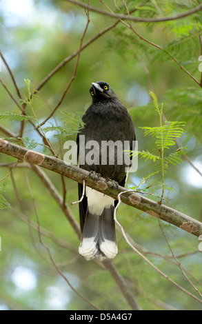 Trauerschnäpper Currawong (Strepera Graculina) thront auf Zweig, Victoria, Australien, November Stockfoto