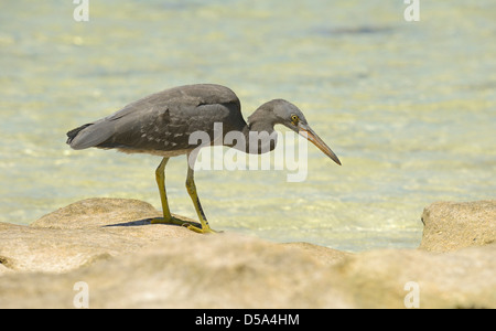 Ost- oder Pacific Riff Silberreiher (Egretta Sacra) dunkle Form, Felsen stehend am Riff mit Blick aufs Meer, Queensland, Australien, Nove Stockfoto