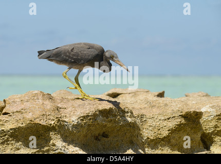 Ost- oder Pacific Riff Silberreiher (Egretta Sacra) dunkle Form, Felsen stehend am Riff mit Blick aufs Meer, Queensland, Australien, Nove Stockfoto