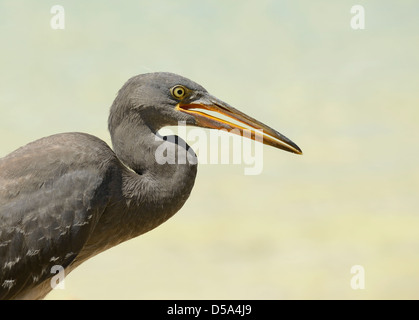 Ost- oder Pacific Riff Silberreiher (Egretta Sacra) dunkle Form, close-up von Kopf und Hals, Queensland, Australien, November Stockfoto