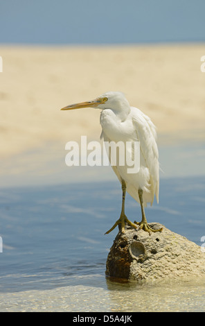 Ost- oder Pacific Riff Silberreiher (Egretta Sacra) weiße Form, stehend auf kleinen Felsen am Ufer Meeres, Queensland, Australien, Novemb Stockfoto