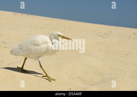 Ost- oder Pacific Riff Silberreiher (Egretta Sacra) weiße Form, zu Fuß am Sandstrand, Queensland, Australien, November Stockfoto