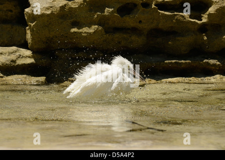 Ost- oder Pacific Riff Silberreiher (Egretta Sacra) weiße Form, Baden im Felsenbad, Queensland, Australien, November Stockfoto