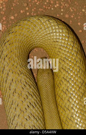 Im Inland Taipan (Oxyuranus Microlepidotus) landen weltweit giftigsten Schlange, Queensland Australien, in Gefangenschaft Stockfoto