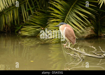 Nankeen oder Rufous Nachtreiher (Nycticorax Caledonicus) ruht auf Ast über dem Wasser, Queensland, Australien, November Stockfoto