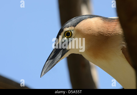 Nankeen oder Rufous Nachtreiher (Nycticorax Caledonicus) Nahaufnahme des Kopfes, Melbourne, Australien, November Stockfoto