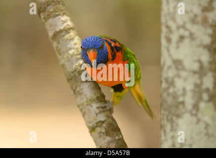 Rot-collared Lorikeet (Trichoglossus Rubritorquis) thront auf Ast, Queensland, Australien November Stockfoto