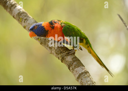 Rot-collared Lorikeet (Trichoglossus Rubritorquis) thront auf Ast, Queensland, Australien, November Stockfoto