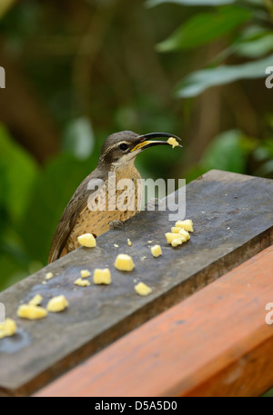 Herrliche Riflebird (Ptiloris Magnificus) Weibchen ernähren sich von Klumpen von Käse im Garten Birdtable, Queensland, Australien, Novemb Stockfoto