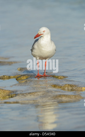 Silber-Möwe (Larus Novaehollandiae) Erwachsenen stehen im Meerwasser, Queensland, Australien, November Stockfoto