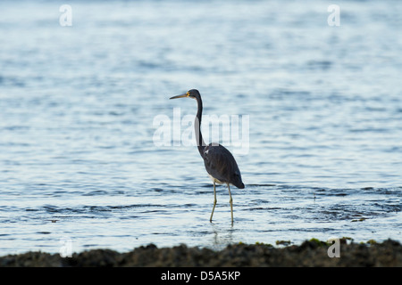 Dreifarbigen Heron (Egretta Tricolor), Puerto Viejo de Talamanca, Provinz Limon, Costa Rica Stockfoto