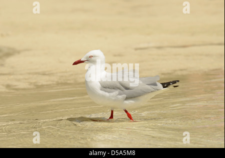 Silber-Möwe (Larus Novaehollandiae) Erwachsenen zu Fuß im Wasser des Meeres entlang des Strandes, Queensland, Australien, November Stockfoto