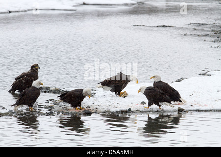 Agroup der Weißkopf-Seeadler Fütterung im Schnee Chilkat river Stockfoto