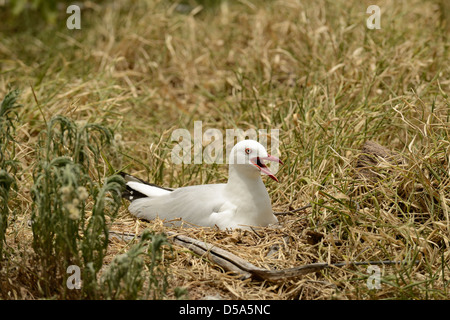 Silberne Möwe (Larus Novaehollandiae) Erwachsenen sitzen auf Nest mit Eiern, Queensland, Australien, Dezember Stockfoto