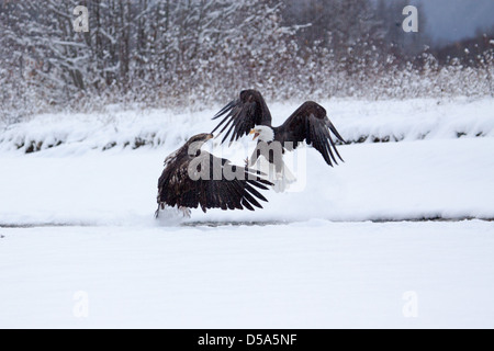 Zwei Adler kämpfen über Lachs. Stockfoto