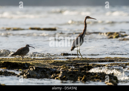 Dreifarbigen Heron (Egretta Tricolor) und ein Regenbrachvogel (Numenius Phaeopus), Puerto Viejo de Talamanca, Provinz Limon, Costa Rica Stockfoto