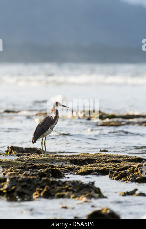 Dreifarbigen Heron (Egretta Tricolor), Puerto Viejo de Talamanca, Provinz Limon, Costa Rica Stockfoto