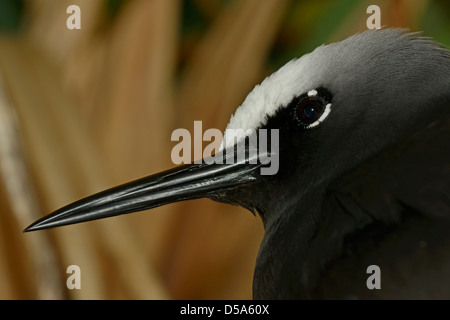 Schwarzer Noddy Seeschwalbe (Anous Minutus) Nahaufnahme von Kopf und Schnabel, Queensland, Australien, November Stockfoto