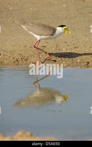 Gelb-Flecht-Kiebitz (Vanellus Malabaricus) zu Fuß neben Wasser, Queensland, Australien, November Stockfoto