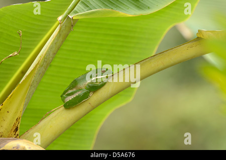 Weißlippen- oder riesige Laubfrosch (Litoria Infrafrenata) ruht auf Blattstiel, Queensland, Australien, November Stockfoto