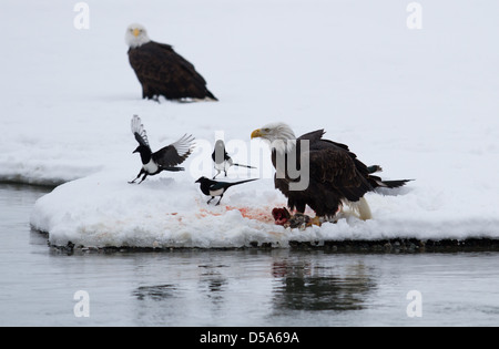 Weißkopf-Seeadler von Lachs ernähren, während Elstern ihrerseits warten Stockfoto