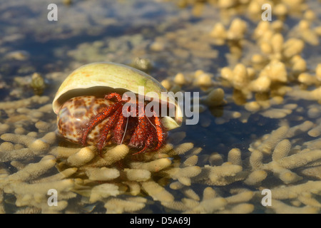 Weiß gefleckten Einsiedlerkrebs (Dardanus Megistos) ruht auf Korallen bei Ebbe, Queensland, Australien, November Stockfoto