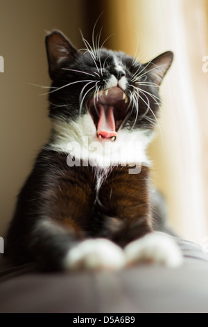 Inländische schwarz-weiß Katze Gähnen Stockfoto