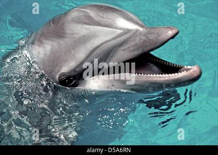 DOLPHIN - Große Tummler (Tursiops ¨ ¨ truncatus) Säugetier relativ häufig noch in den Nordatlantik und Mittelmeer. Aus den Archiven von Presse Portrait Service (ehemals Presse Portrait Bureau) Stockfoto