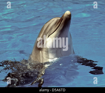 DOLPHIN - Große Tummler (Tursiops ¨ ¨ truncatus) Säugetier relativ häufig noch in den Nordatlantik und Mittelmeer. Aus den Archiven von Presse Portrait Service (ehemals Presse Portrait Bureau) Stockfoto