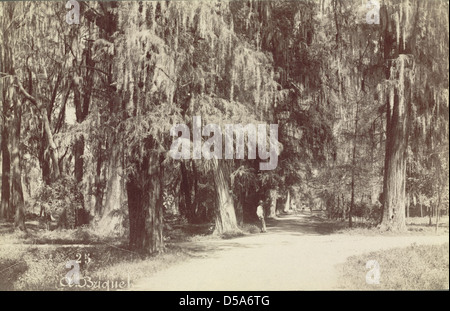 Mexiko-Stadt, Chapultepec Grove Stockfoto